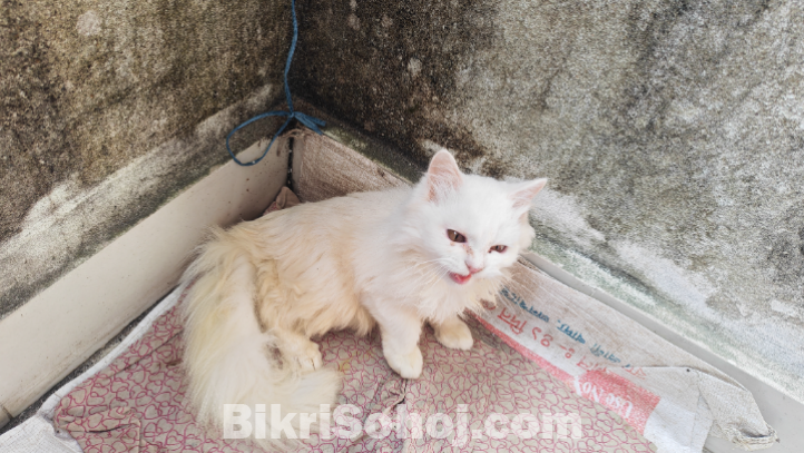 Parisian & Mix Breed